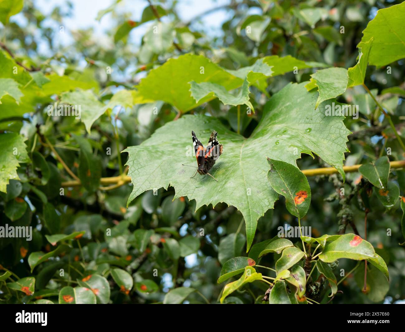 Vanessa Atalanta è seduta sulla foglia d'uva nel giardino, attenzione selettiva. Insetti nocivi Foto Stock