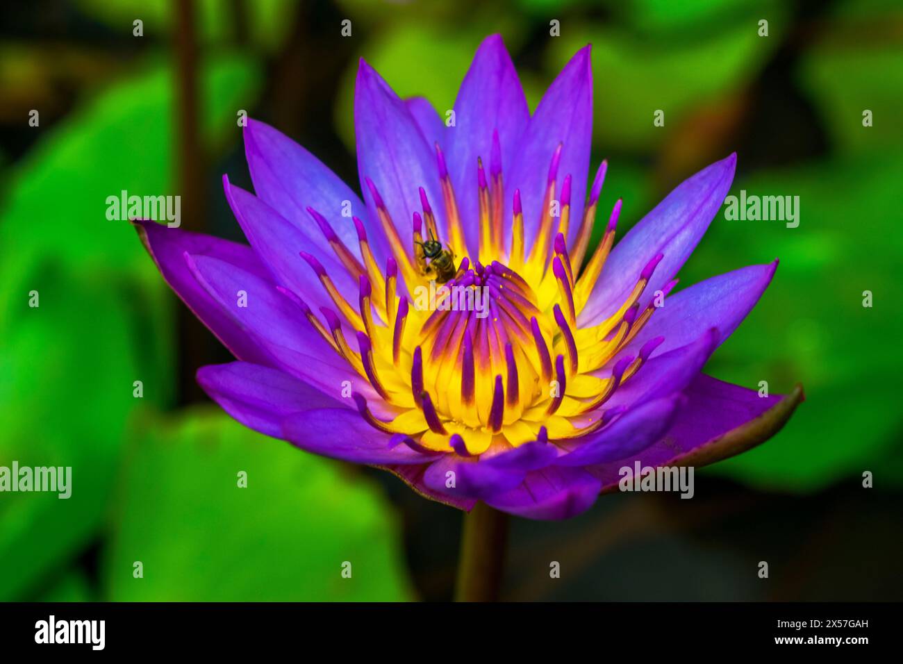 Una piccola ape tra una bella Nymphaea e una violetta, conosciuta in Indonesia come teratai o seroja. È combinato con uno skimmer rosso nel suo germoglio. Foto Stock