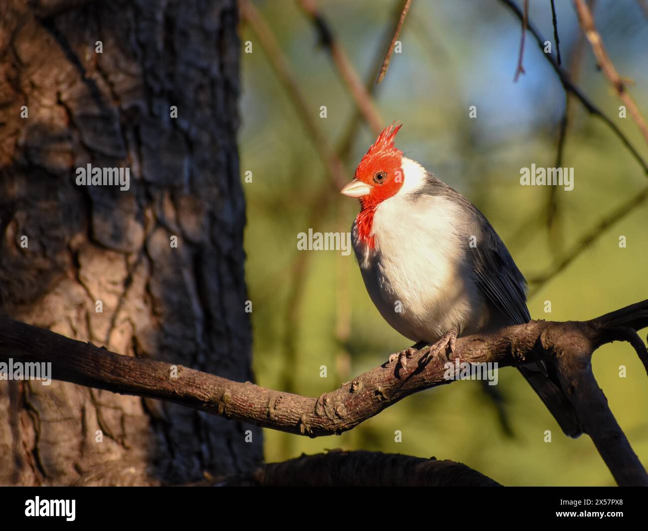 Cardinale con cresta rossa (Paroaria coronata) o cardinale con cresta rossa, visto a Buenos Aires, Argentina Foto Stock