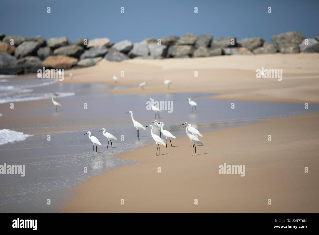 Grande egret (Ardea alba, SYN.: Casmerodius albus, Egretta alba) a Marari Beach o Strand, Mararikulam, Alappuzha District, Kerala, India Foto Stock