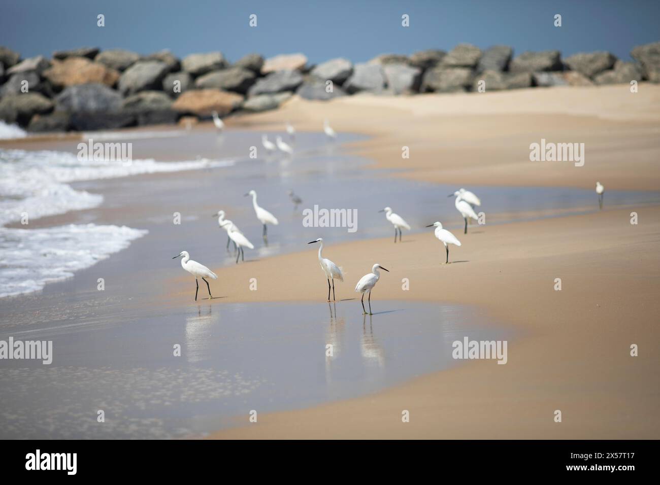 Grande egret (Ardea alba, SYN.: Casmerodius albus, Egretta alba) a Marari Beach o Strand, Mararikulam, Alappuzha District, Kerala, India Foto Stock