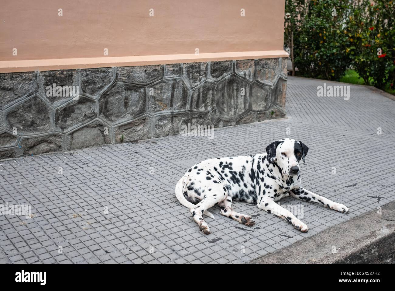Il carino cane dalmata è sdraiato per terra, dalmata riposa. Cane punteggiato. Bel cane all'aperto Foto Stock