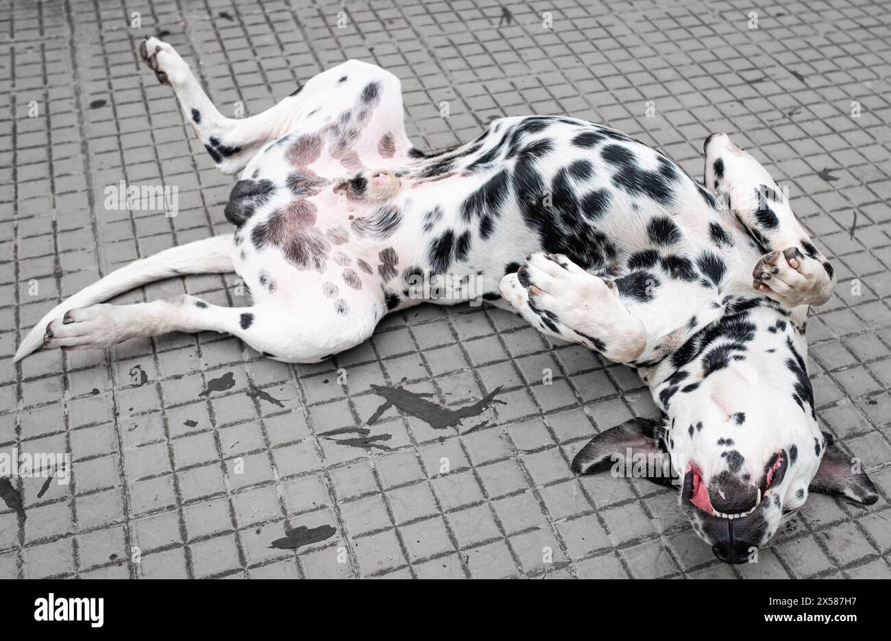 Il carino cane dalmata è sdraiato per terra, dorme dalmata. Cane punteggiato. Bel cane nel sonno profondo, disteso sulla schiena all'aperto Foto Stock