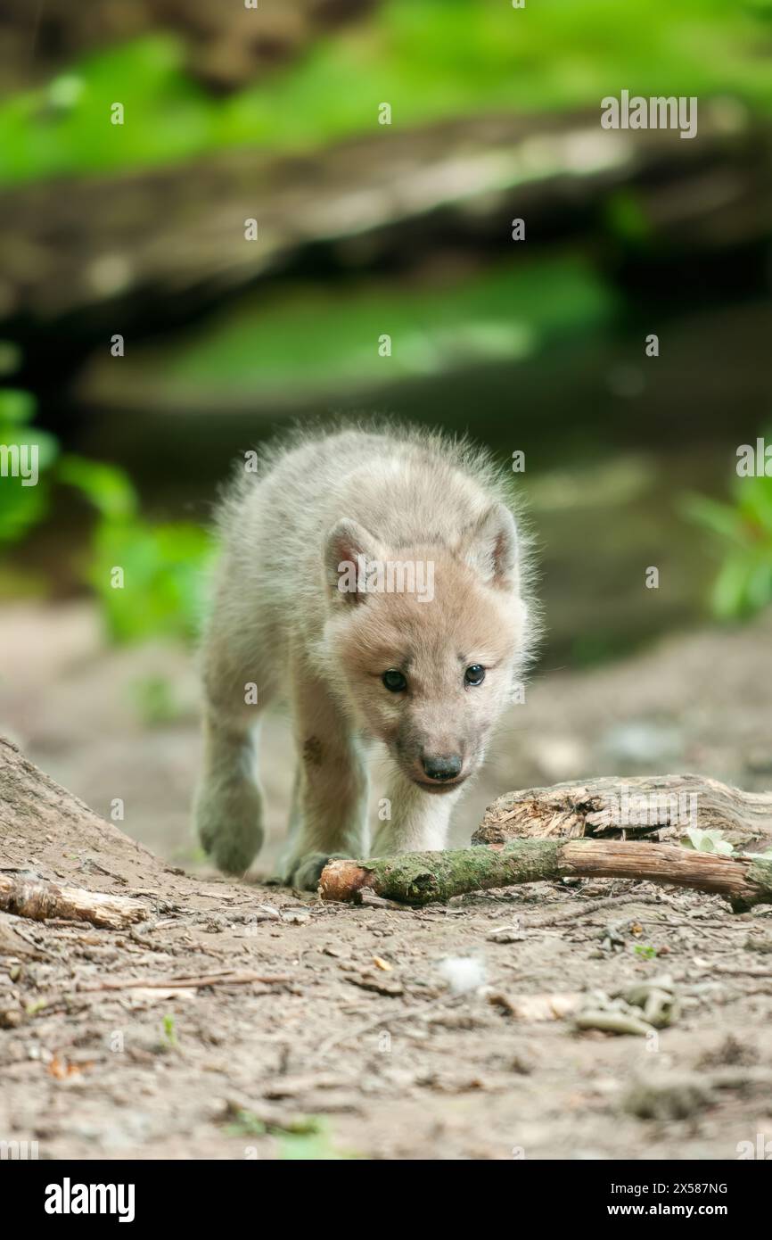 Un lupo giovanile sta casualmente passeggiando lungo un sentiero rurale polveroso. La pelliccia grigia si fonde con l'ambiente circostante mentre esplora il terreno con curiosità. T Foto Stock