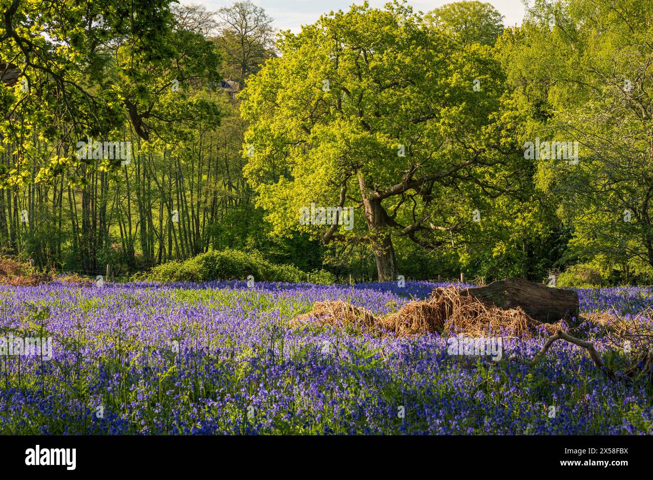 Tappeti di campanelli nel bosco sull'alto weald vicino a Mountfield est Sussex sud-est Inghilterra Regno Unito Foto Stock