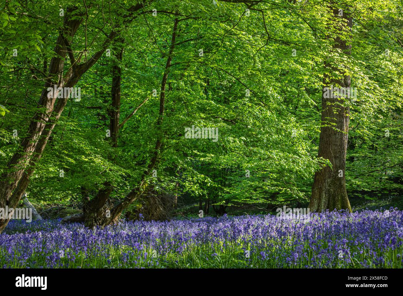 Tappeti di campanelli nel bosco sull'alto weald vicino a Mountfield est Sussex sud-est Inghilterra Regno Unito Foto Stock