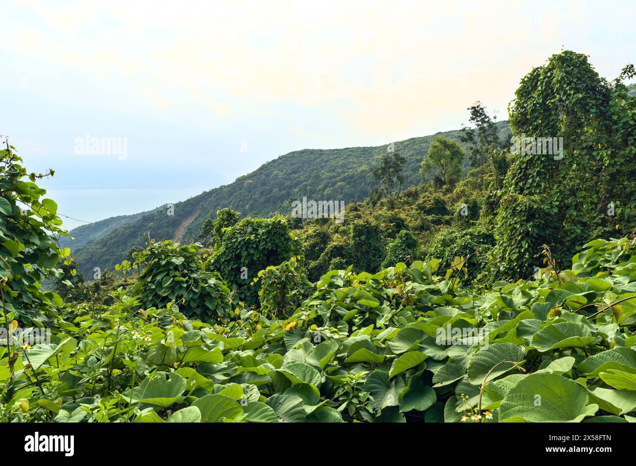 Vista dalla foresta pluviale alla città di da Nang, Vietnam Foto Stock