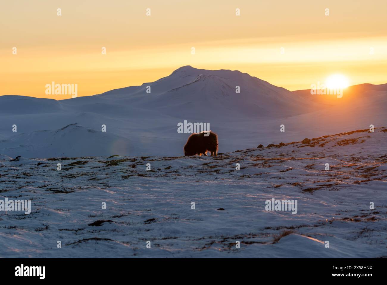 Bellissimo ritratto di un bue muschiato con i primi raggi del sole del tramonto in un paesaggio maestoso e idilliaco in Norvegia, con montagne innevate e S. Foto Stock