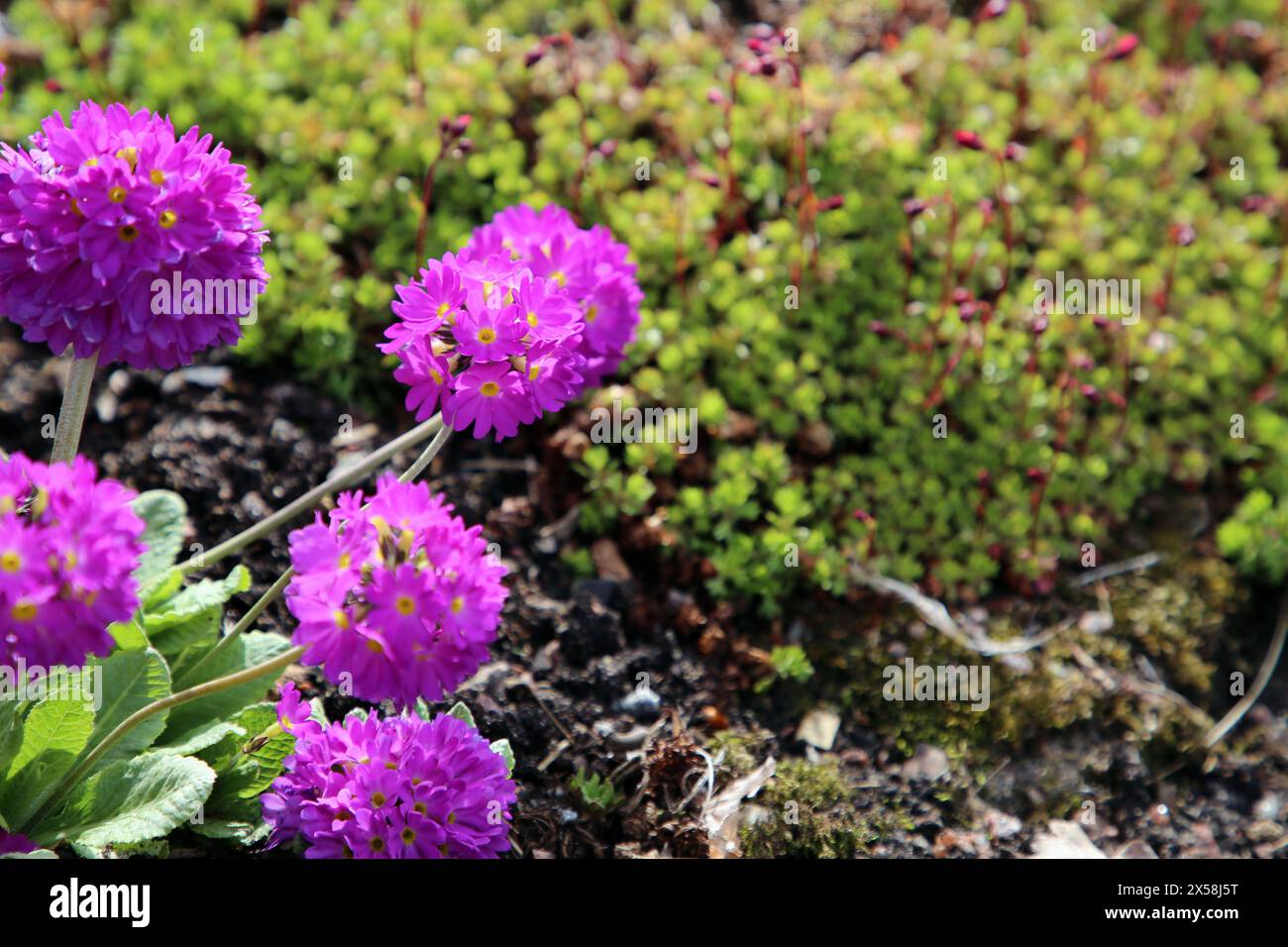 primula denticulata, fiori viola in fiore a Göteborg Botaniska trädgården (Giardino Botanico di Gothenburg), Svezia. Immagine ravvicinata. Foto Stock