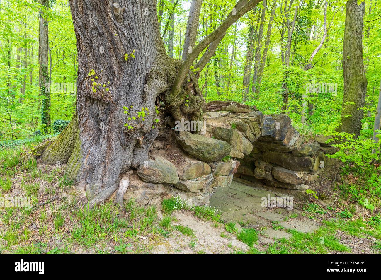 Teufels-Steinbogen in der Lausker Skala, Lauske, Weißenberg, Sachsen, Deutschland *** Devils Arch in the Lausker Skala, Lauske, Weißenberg, Saxo Foto Stock