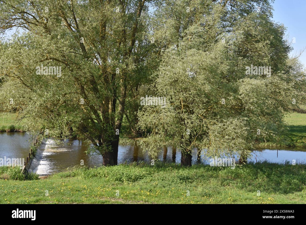 02.05.2024 Wendland Deutschland/ Niedersachsen/ Wendland/ Landkreis Lüchow Dannenberg/ Biosphärenreservat Niedersächsische Elbtalaue/ an der Seege zwischen Gartow und Restorf/ am Wehr/ Flußlandschaft *** 02 05 2024 Wendland Germania bassa Sassonia Wendland Distretto di Lüchow riserva della Biosfera di Dannenberg bassa Sassonia Elba pianura alluvionale dell'assedio tra Gartow e Restorf, nel paesaggio del fiume weir Foto Stock