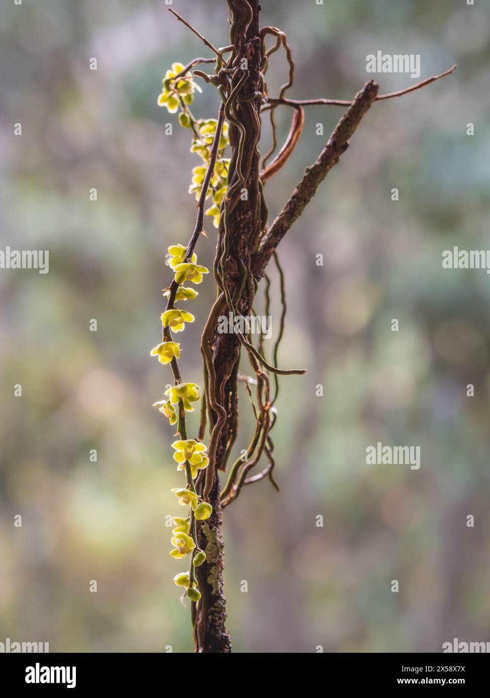 Vista ravvicinata delle specie di orchidee epifitiche chiloschista viridiflava retroilluminate con piccoli fiori gialli e bianchi isolati all'aperto su sfondo naturale Foto Stock