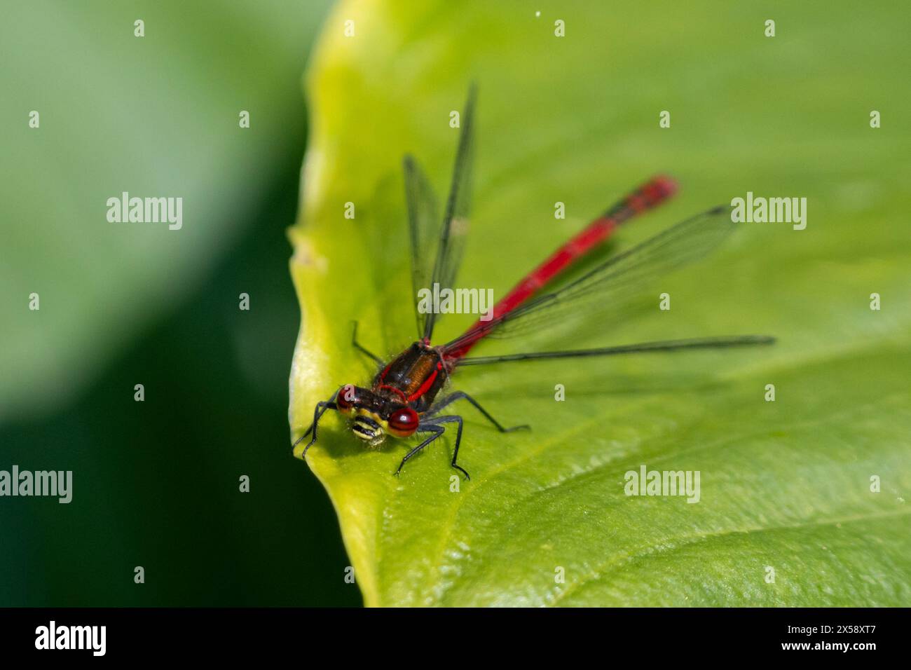 Grande damigella rossa, Pyrrhosoma nymphula. REGNO UNITO Foto Stock