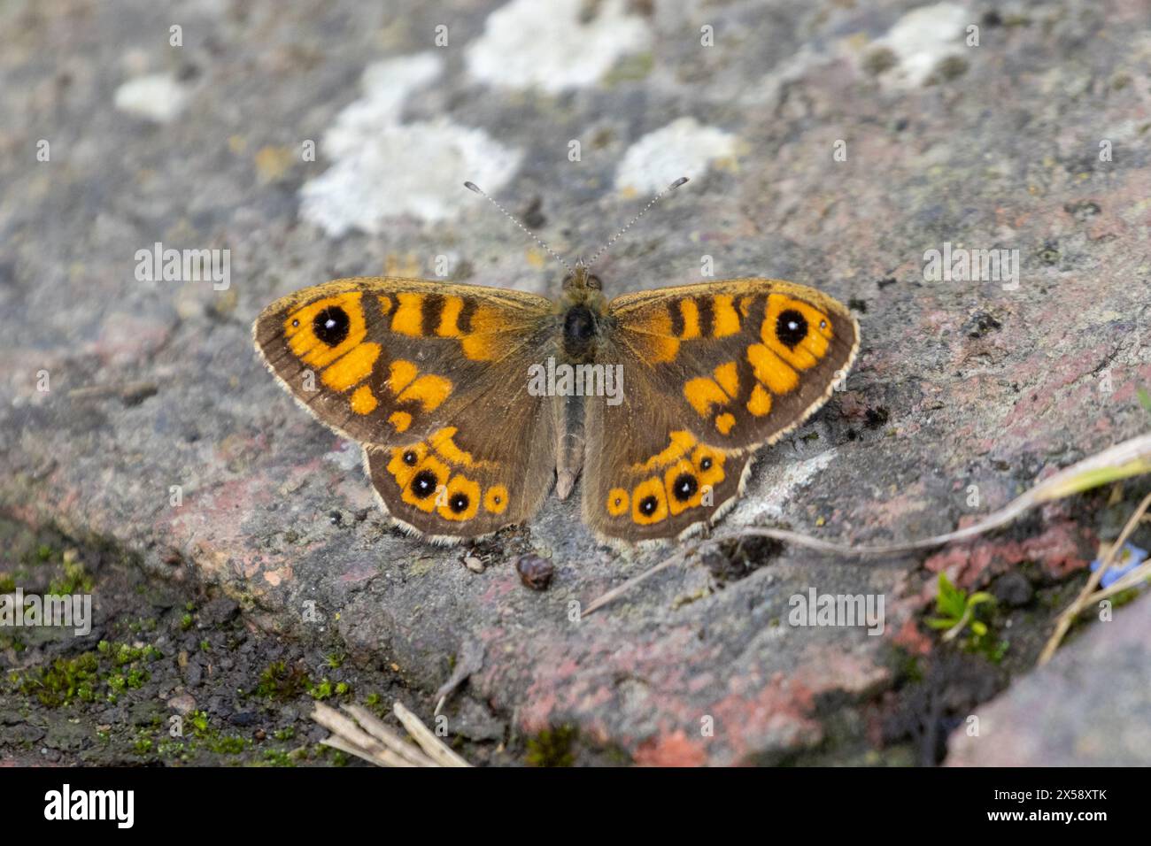 Farfalla da parete, Lasiommata megera su un sentiero di giardino nel Sussex, Regno Unito Foto Stock