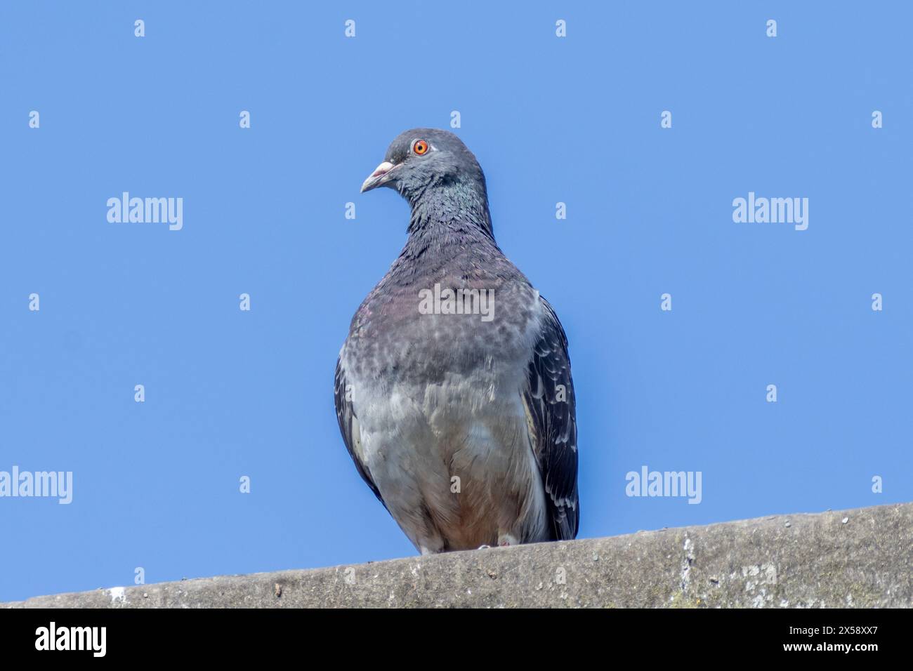 Piccione selvatico, Columba livia, noto anche come una colomba di roccia, Sussex, Regno Unito Foto Stock