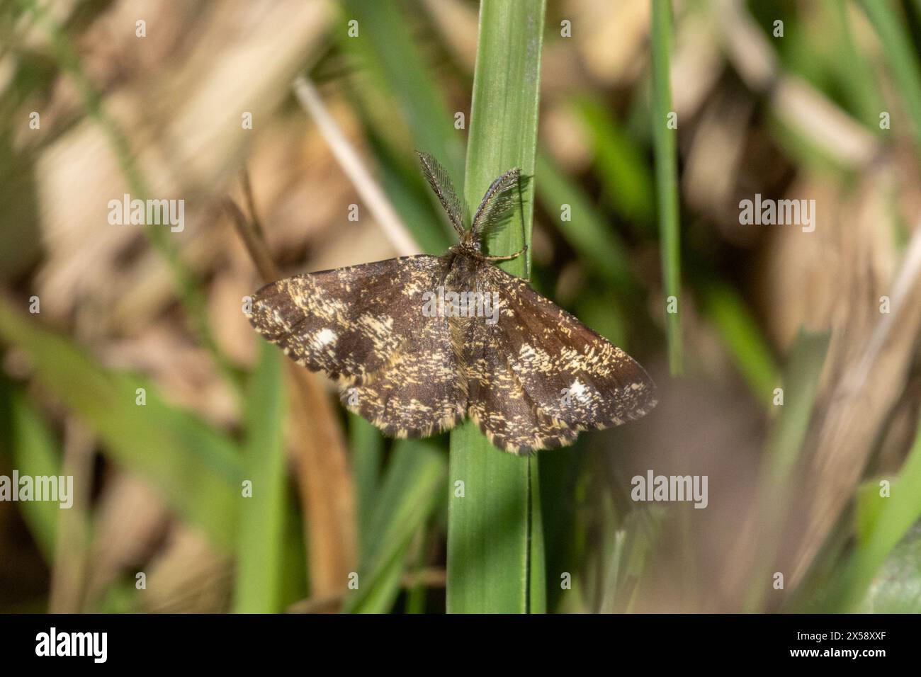 Common Heath Moth, Ematurga atomaria Sussex, Regno Unito Foto Stock