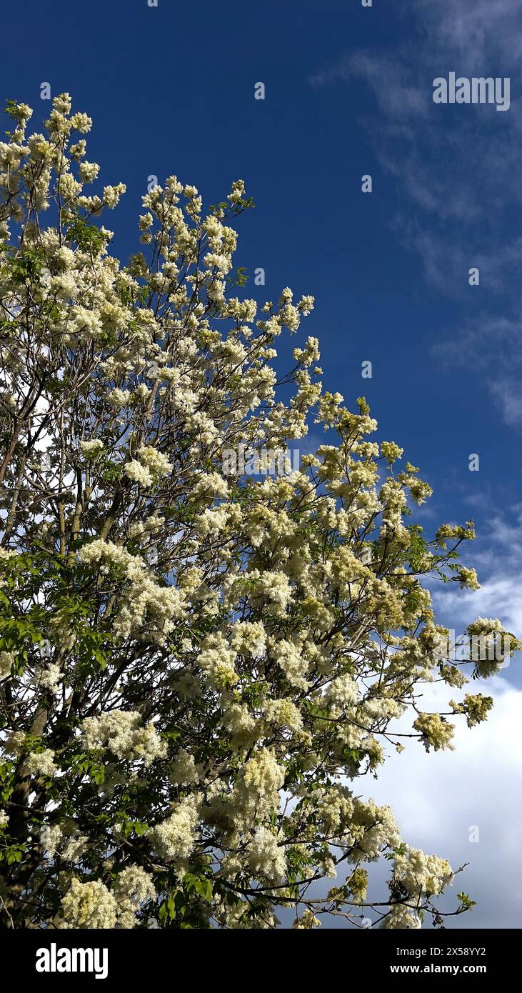 Fraxinus ornus, Flower ash in primavera Foto Stock