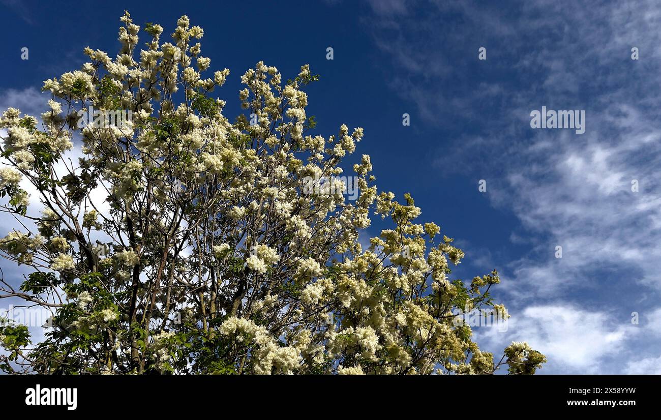 Fraxinus ornus, Flower ash in primavera Foto Stock