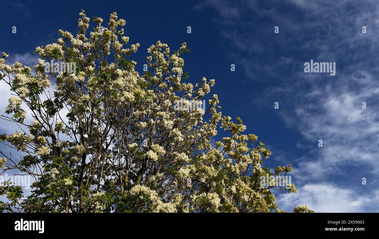 Fraxinus ornus, Flower ash in primavera Foto Stock