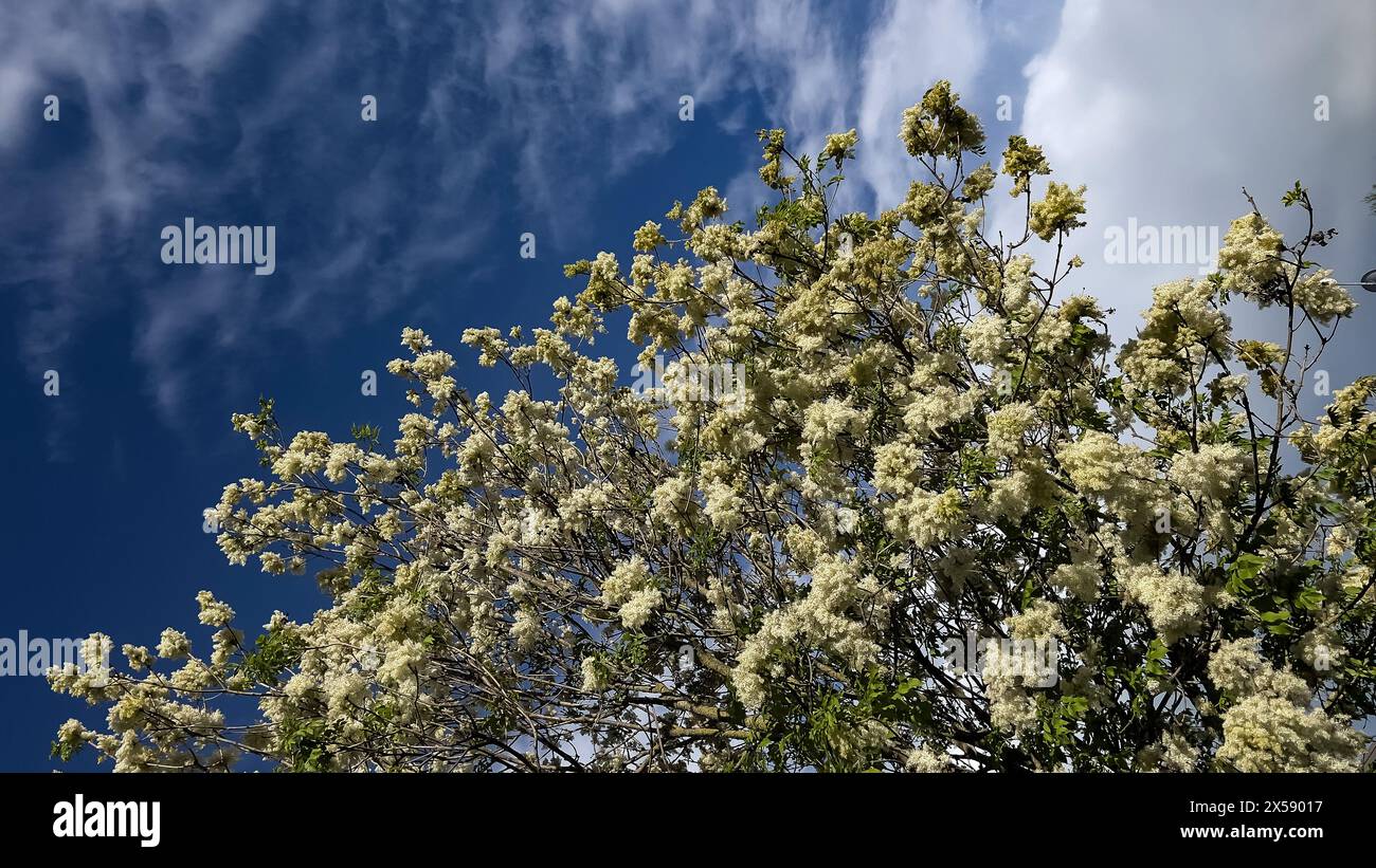 Fraxinus ornus, Flower ash in primavera Foto Stock