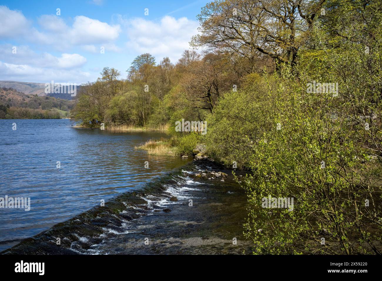 Il fiume Rothay che esce da Grasmere sulla strada per Rydal Water, Baneriggs Wood, Lake District National Park, Cumbria, Regno Unito Foto Stock