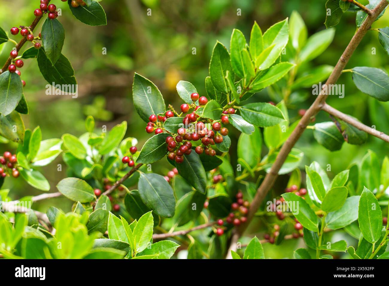 Bacche rosse di spinoso del Mediterraneo su un ramo selvatico di Rhamnus alaternus da vicino Foto Stock