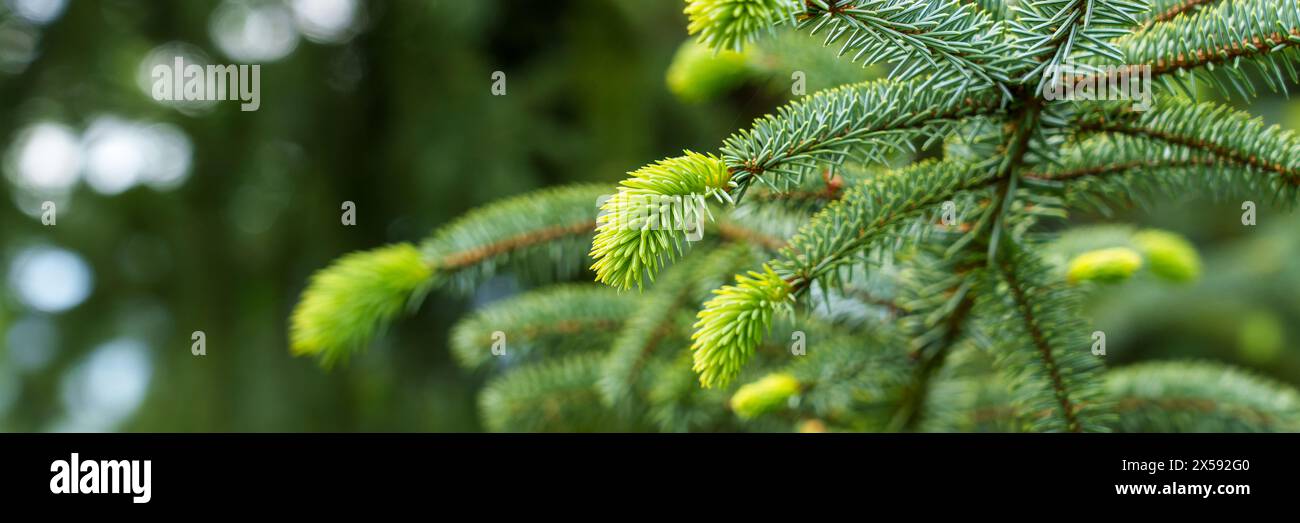 Sfondo banner Web con tema ecologico. Nuovi e lussureggianti aghi di conifere verdi su un ramo di abete primaverile vicino in uno splendido bosco. Vista panoramica Foto Stock