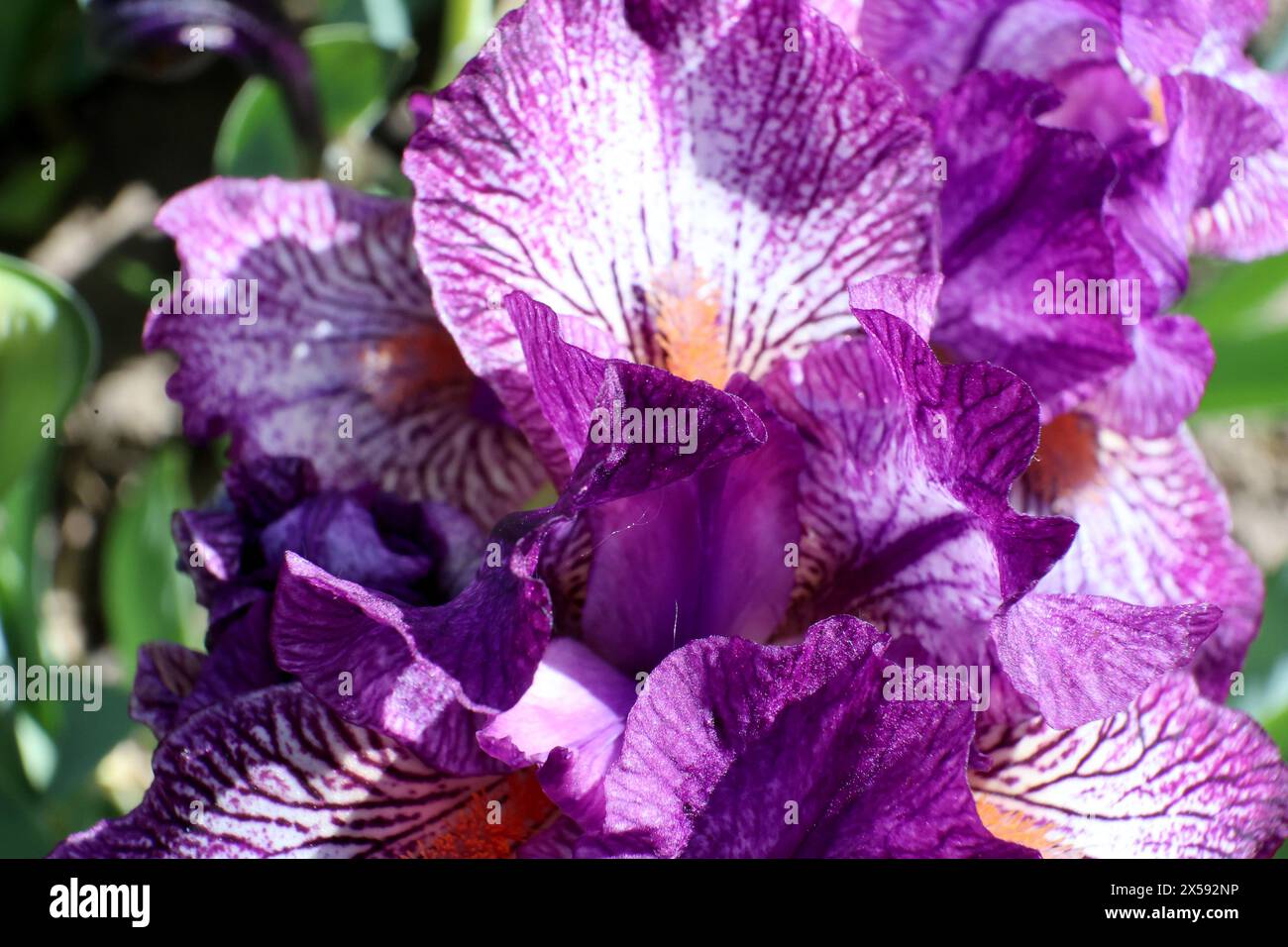 REGIONE DI CHARKIV, UCRAINA - 4 MAGGIO 2024 - gli Iris nani crescono nel parco e nel vivaio della famiglia Taranenko nella regione di Charkiv, nel nord-est dell'Ucraina. Foto Stock