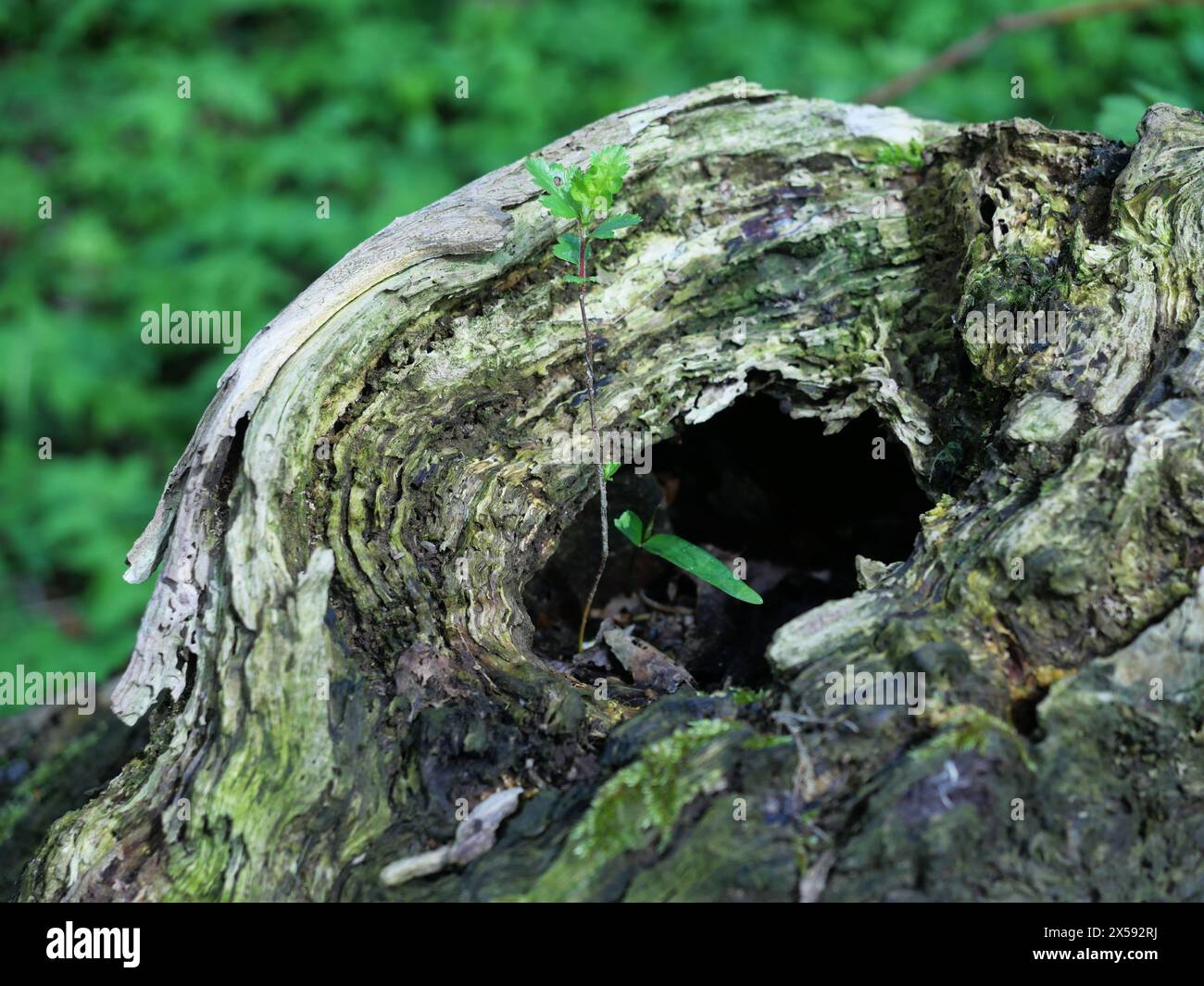 Un vecchio ceppo d'albero intemperie germoglia nuova vita, simboleggiando la resilienza e il rinnovamento nel ciclo naturale di decadimento e rigenerazione Foto Stock