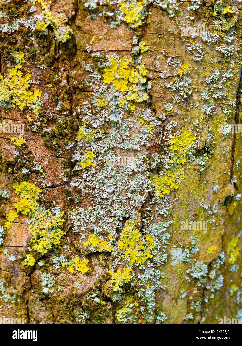 Lichen marino Sunburst (Xanthoria parietina), noto anche come Orange Lichen o Yellow Scale, che copre un tronco di albero nel Lancashire, Regno Unito Foto Stock