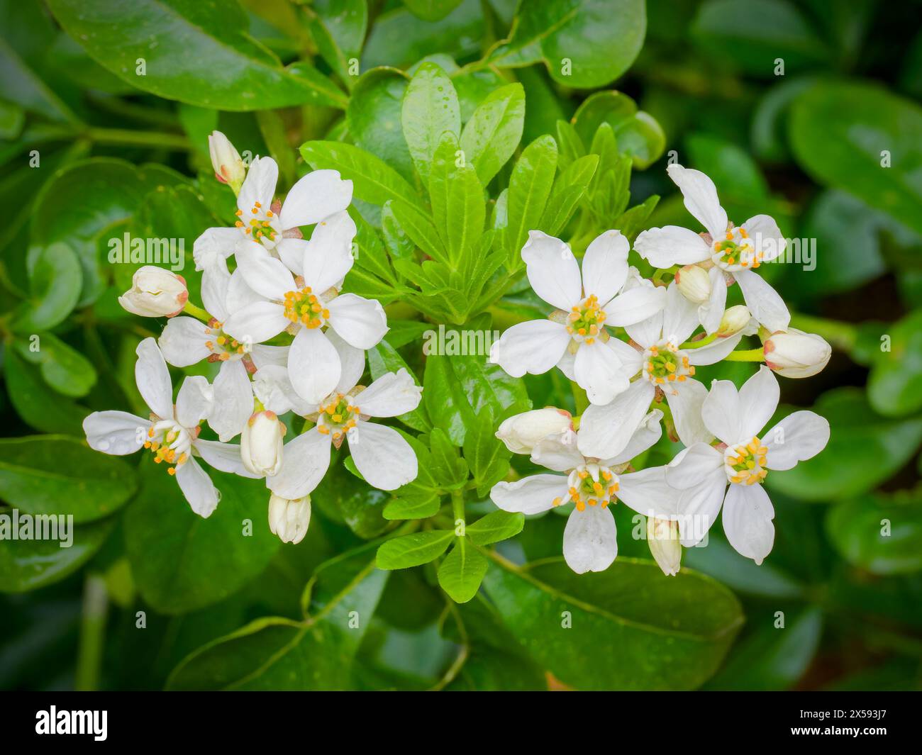 Splendidi fiori bianchi dell'arbusto profumato, arancio messicano in fiore (Choisya ternata) Foto Stock