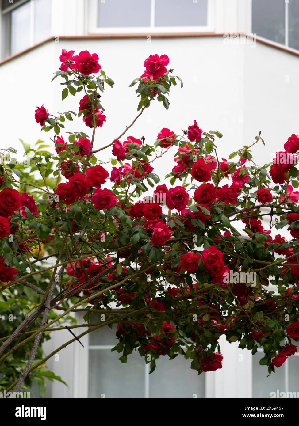 Casa con cespugli di rosa sulla porta da decorare Foto Stock