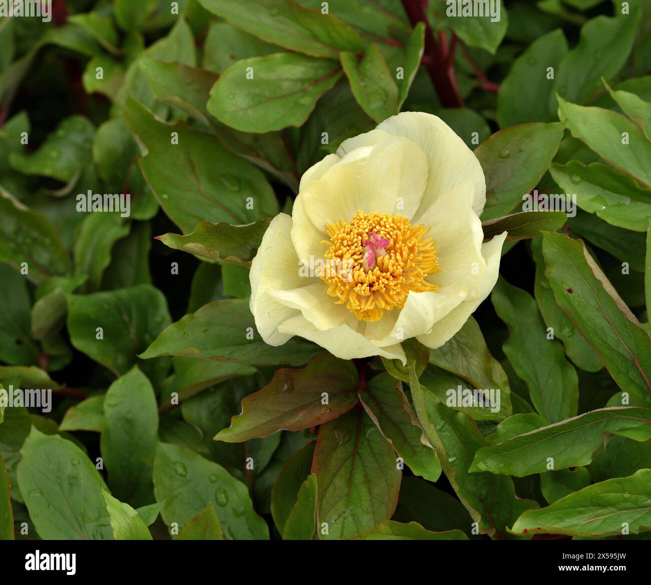 Primo piano di una fioritura di peonia caucasica. Foto Stock