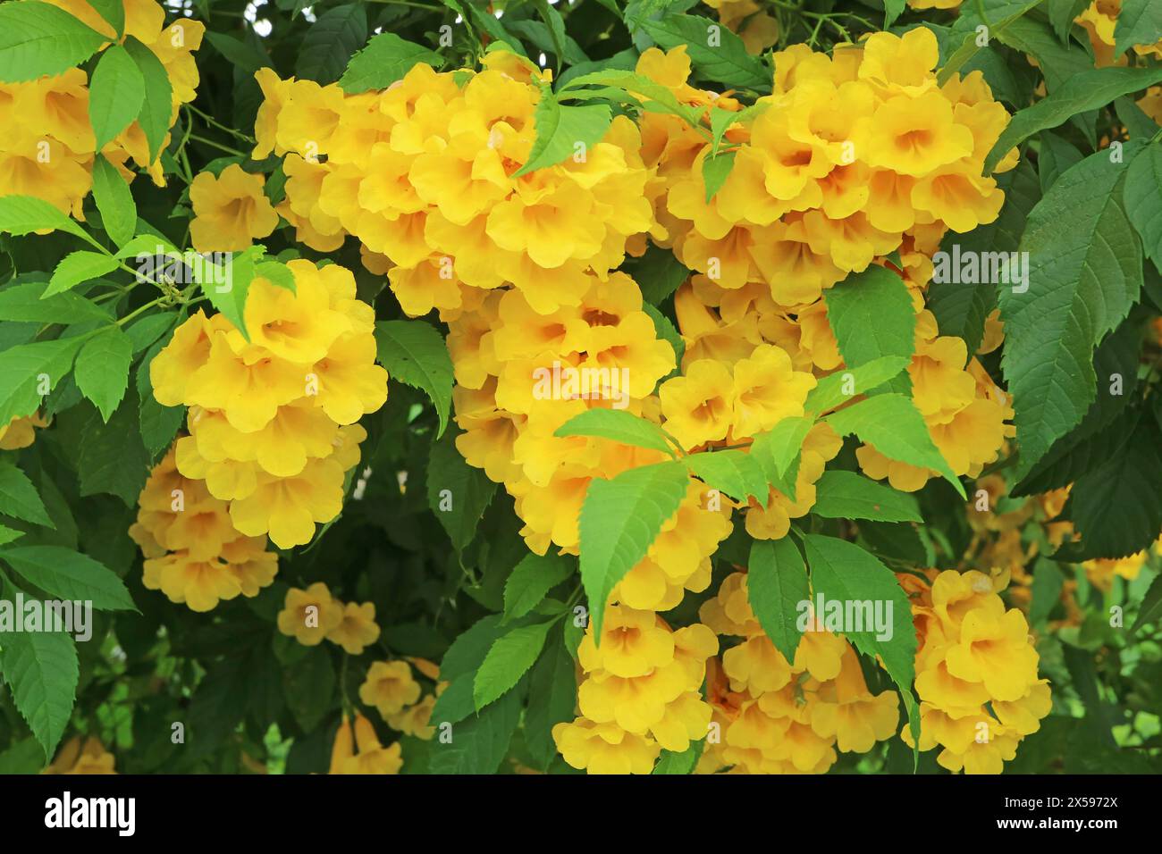 Mazzi di splendidi fiori di tromba che fioriscono sull'albero Foto Stock
