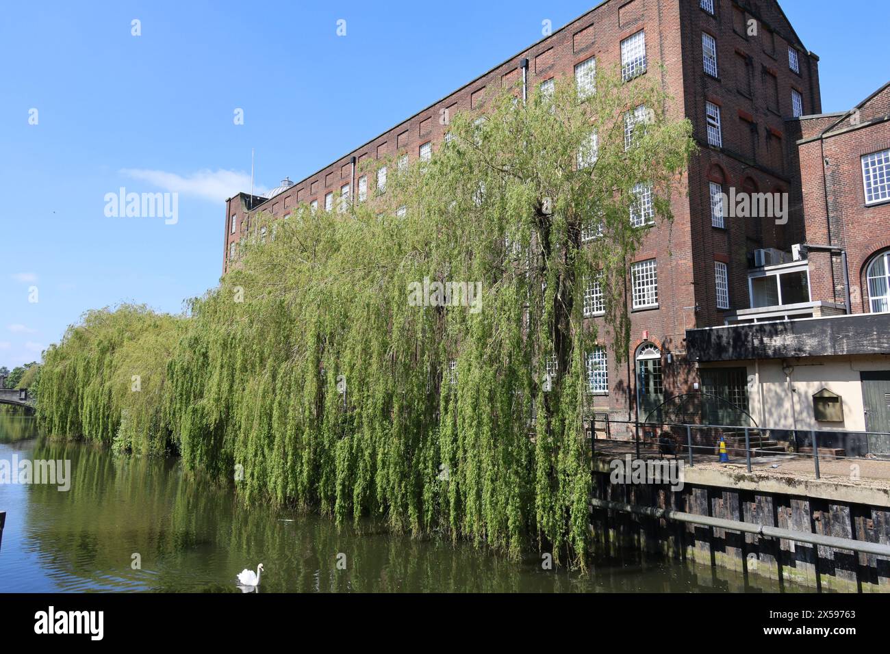 Salice piangente, Salix x supulcralis, St James Mill, River Wensum, Norwich, Norfolk, Inghilterra, Regno Unito Foto Stock