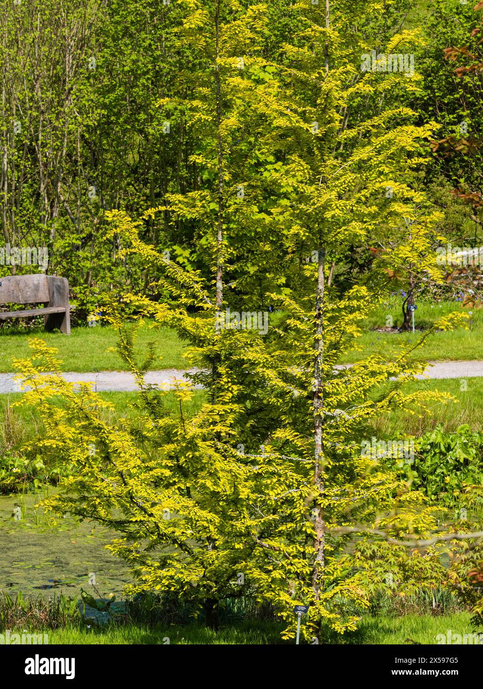 Fogliame dorato dell'arborea di sequoia decidua dell'alba, Metasequoia glyptostroboides "Gold Rush" Foto Stock