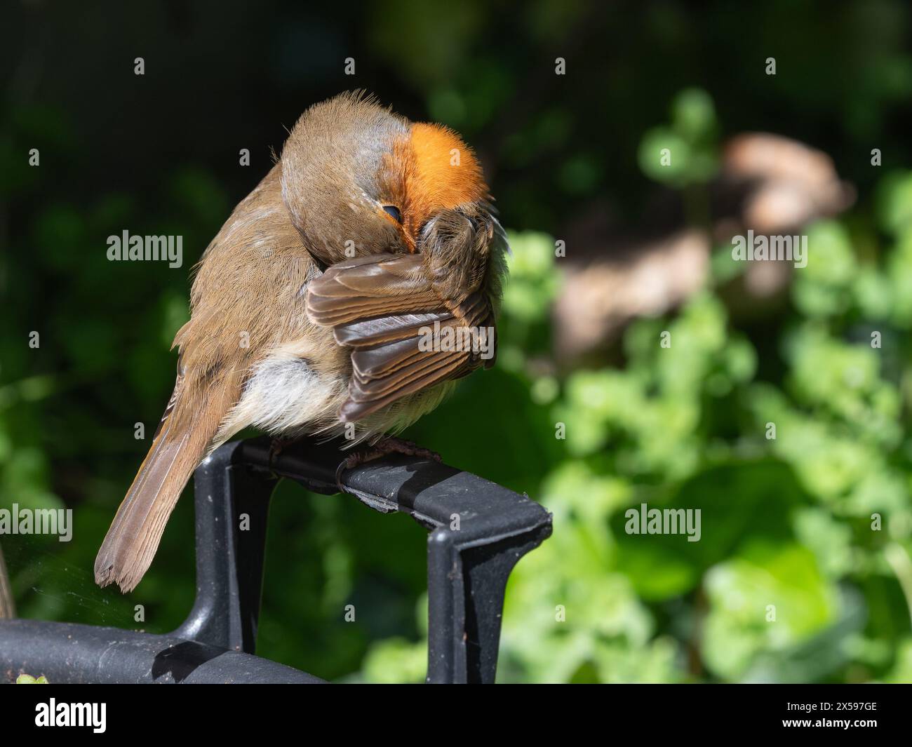 robin europeo, erithacus rubecula, comportamento di preparazione e di esposizione al sole in un giardino primaverile del Regno Unito Foto Stock