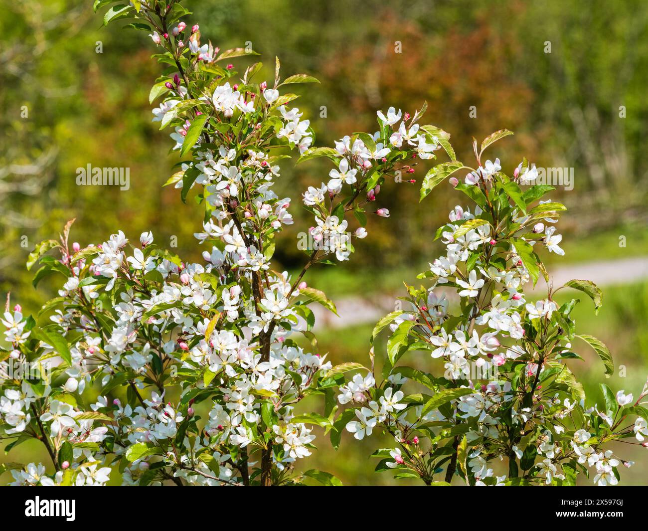 La primavera bianca fiorisce il melo di granchio, Malus "Comtessa de Paris" Foto Stock