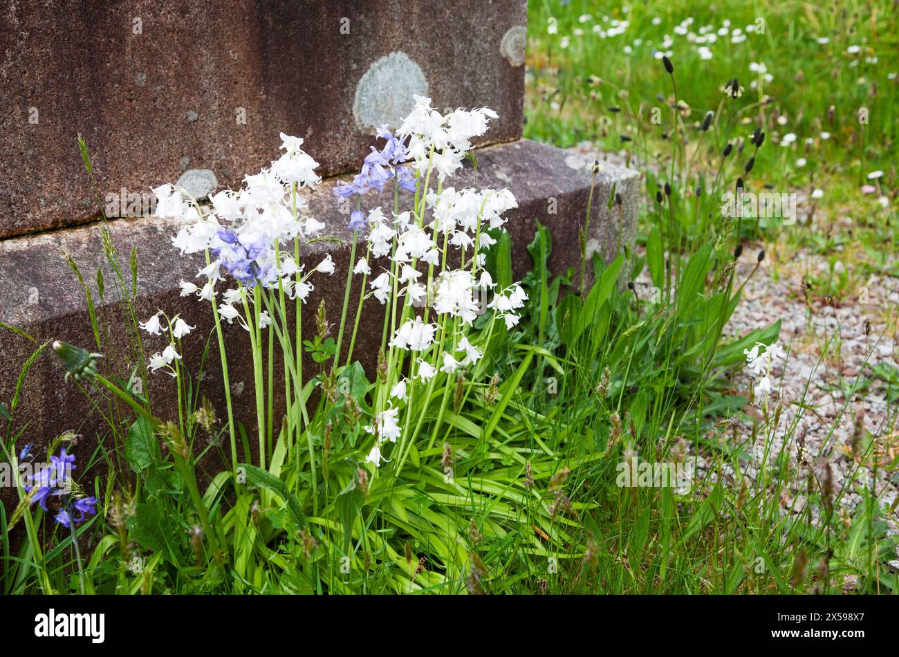 Hyacinthoides hispanica - variante spagnola di bianco bluebell. Foto Stock