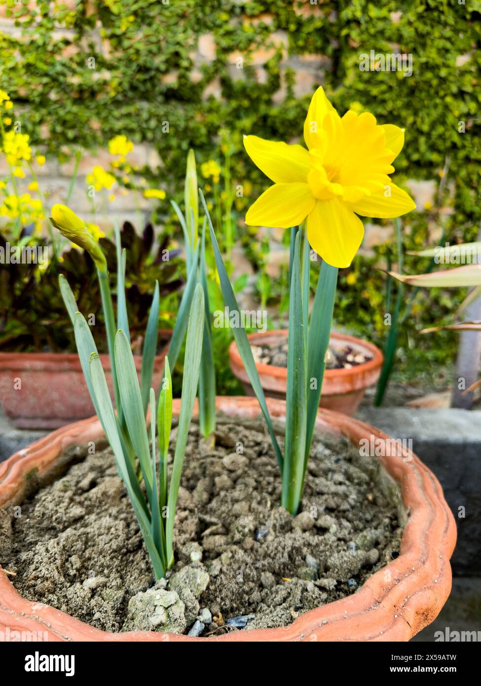 Narcisi gialli scintillanti: Fioritura in primavera Foto Stock