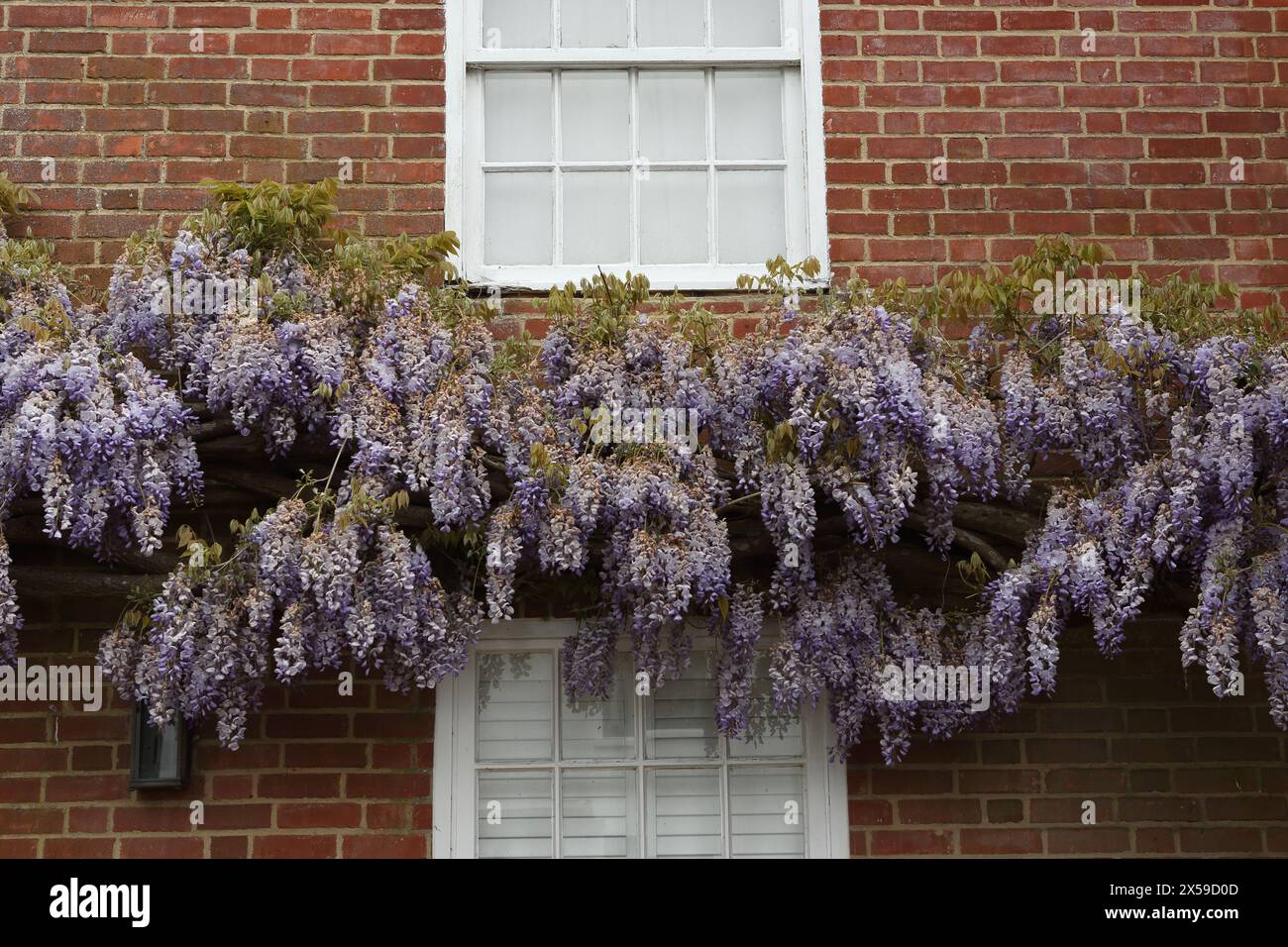 Gelateria in fiore contro un muro di mattoni di casa con finestre a fascia sopra e sotto Foto Stock