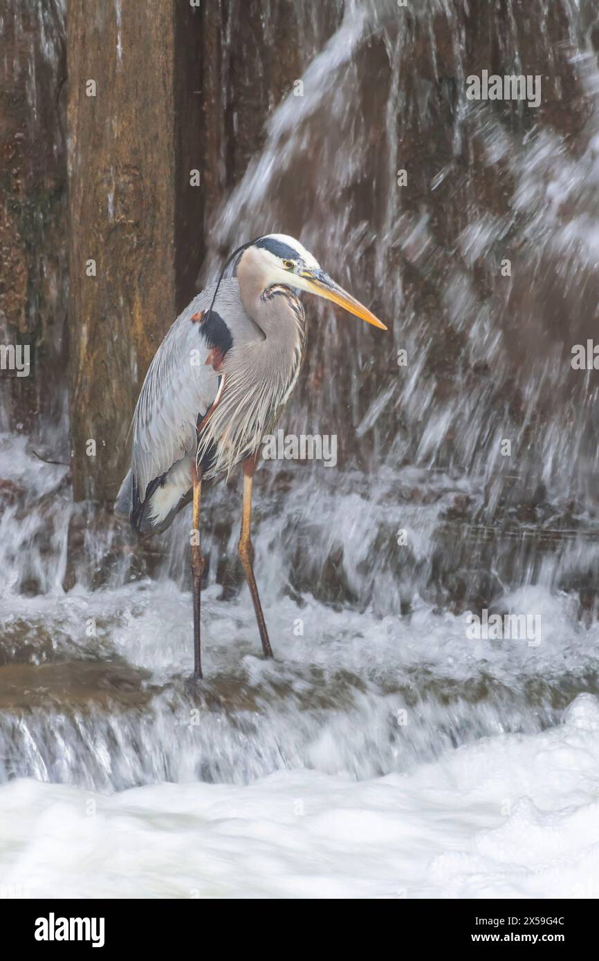 Great Blue Heron (Ardea herodias) a caccia in una cascata. Chesapeake e Ohio National Historical Park. Maryland. STATI UNITI Foto Stock