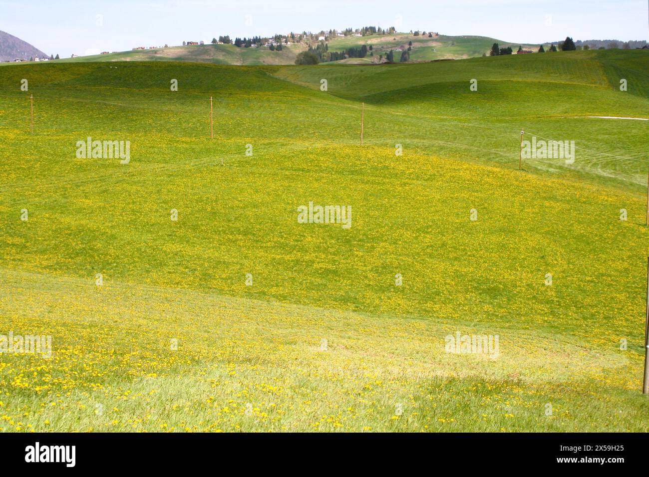 paesaggi di montagna, prato giallo fiorito Foto Stock