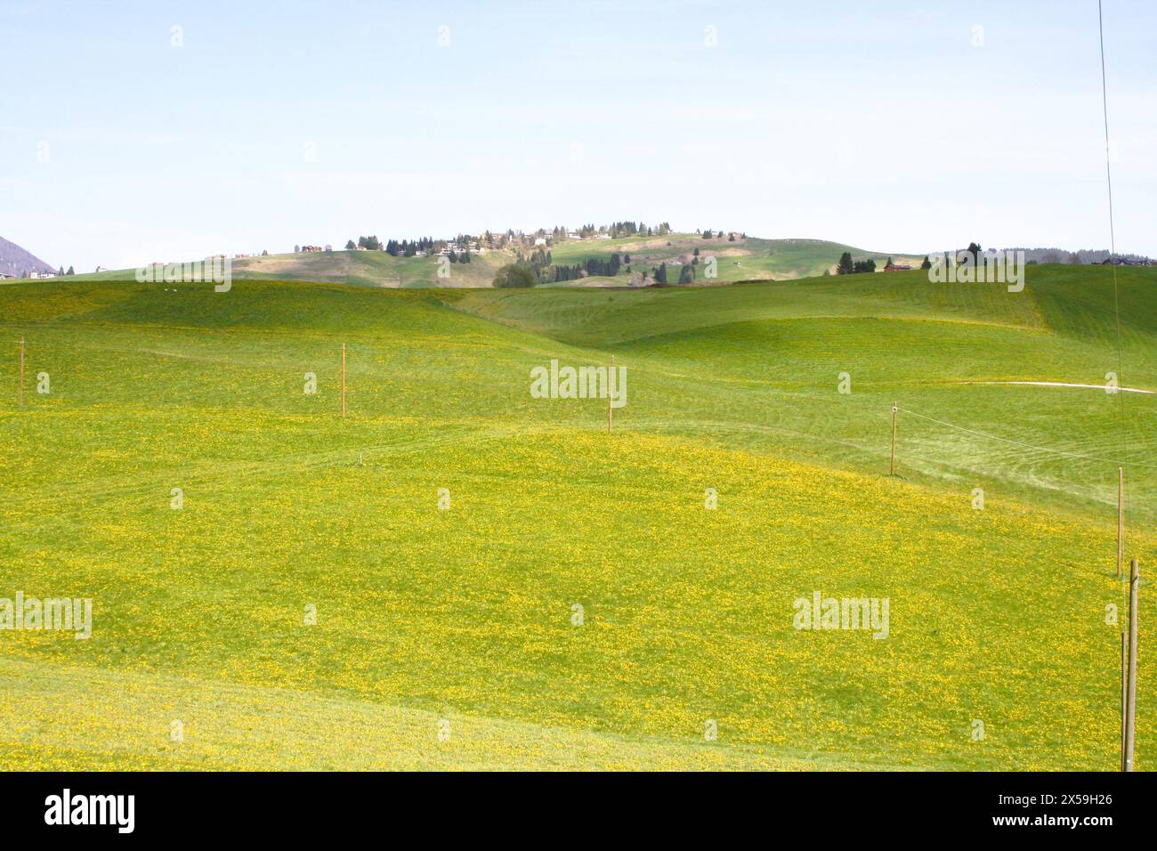 paesaggi di montagna, prato giallo fiorito Foto Stock