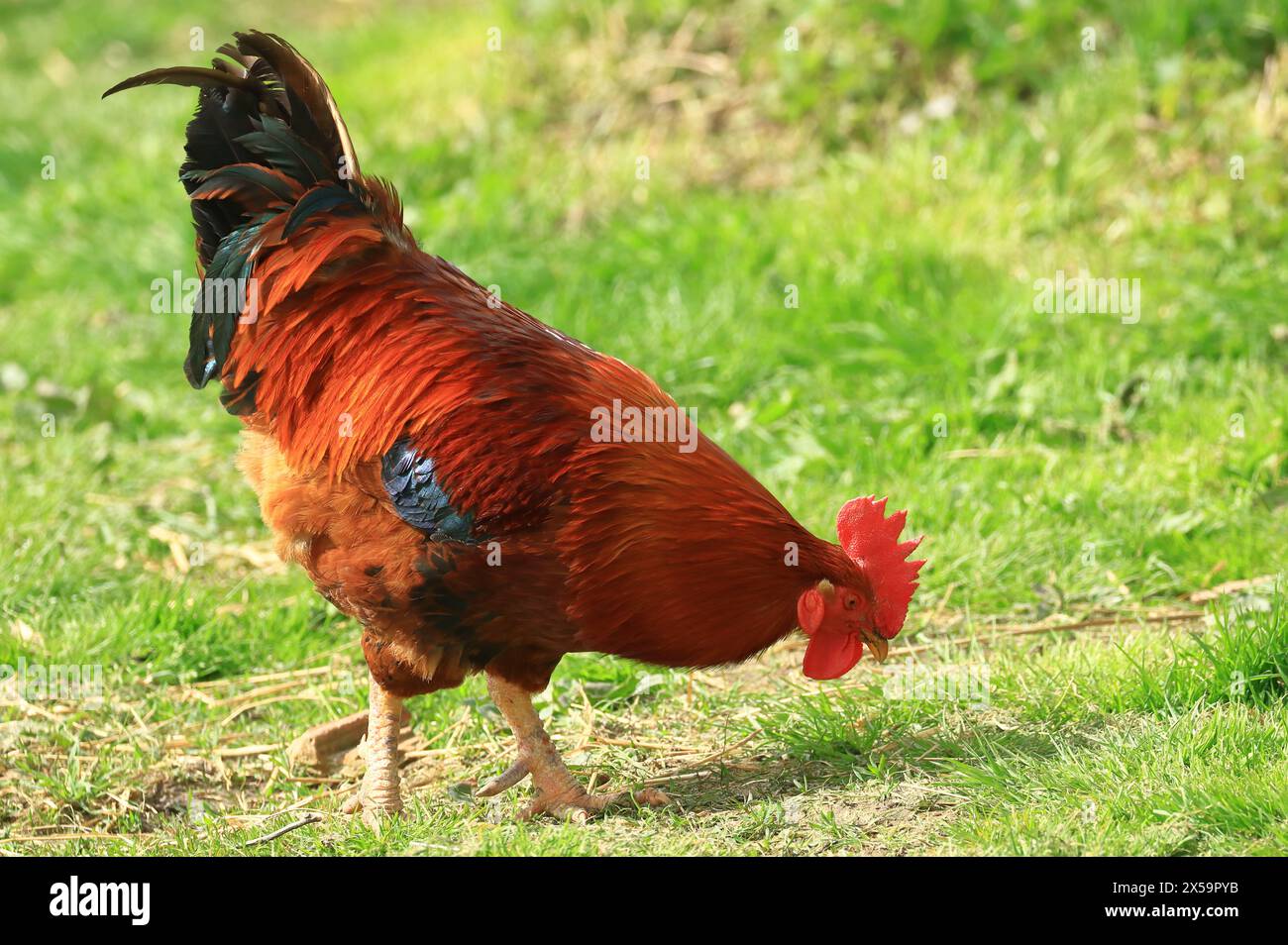 Rooster sul prato della fattoria Foto Stock