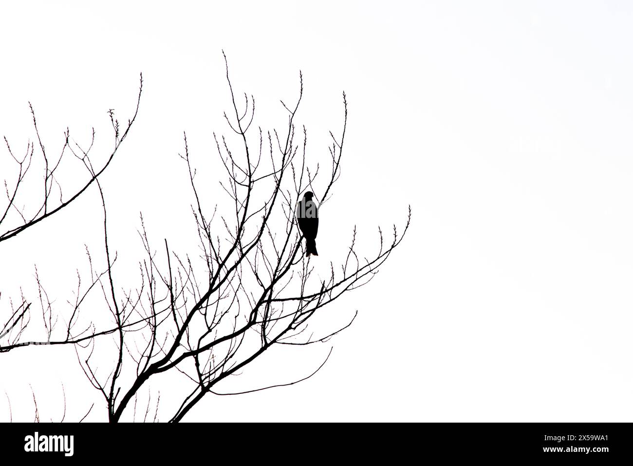 Uccello rapace arroccato su un ramo d'albero isolato di fronte allo sfondo bianco del cielo. Un aquilone nero solitario (Milvus migrans) in retroilluminazione. Silhouette. Animale. Foto Stock