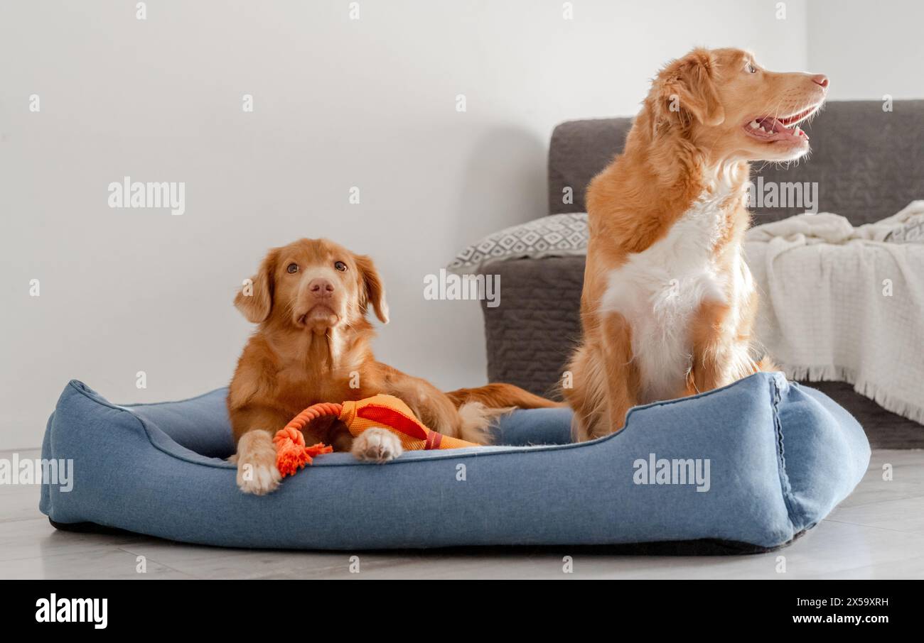 Due Retrievers per il tolling Duck della nuova Scozia riposano comodamente in Un letto per cani blu Foto Stock