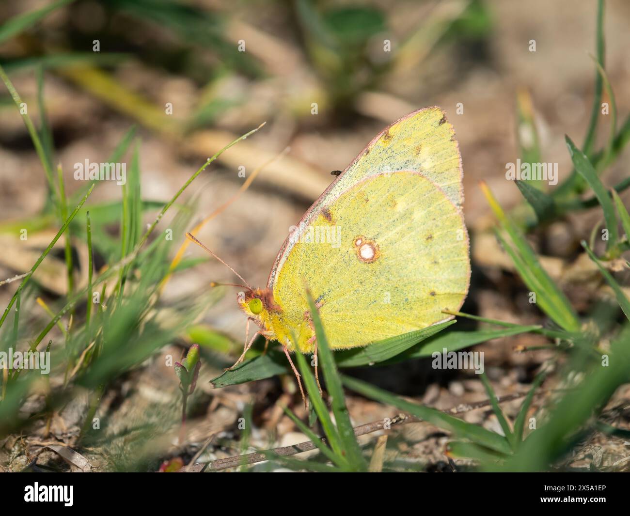 Una farfalla di Colias che riposa a terra, giorno di sole in autunno Foto Stock