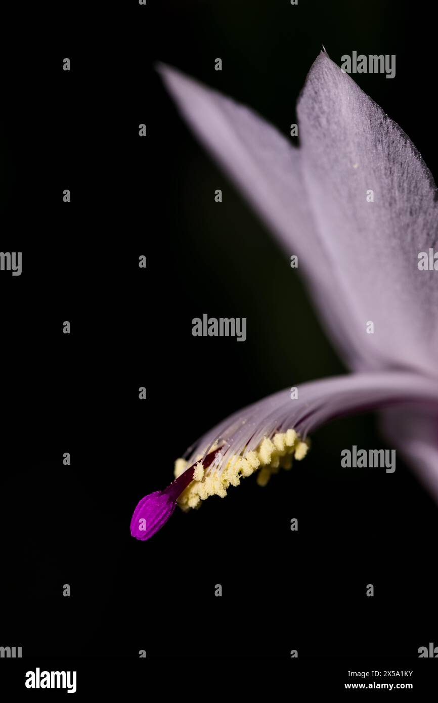 Fiore di Cactus di Natale con petali e gambo Foto Stock