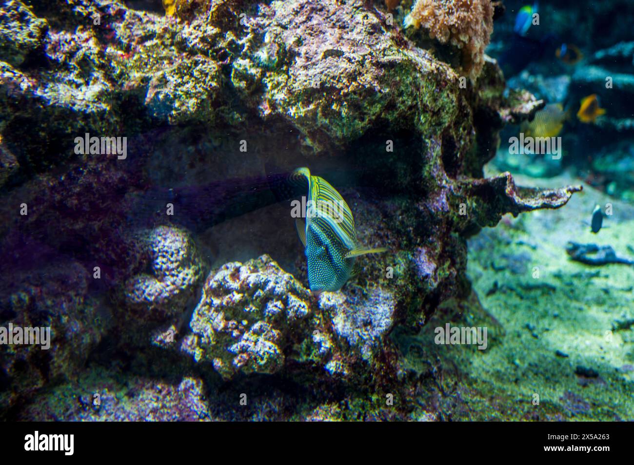 Pesci tropicali e Nemo. Meraviglie immerse nell'acqua. L'acquario di Genova Foto Stock